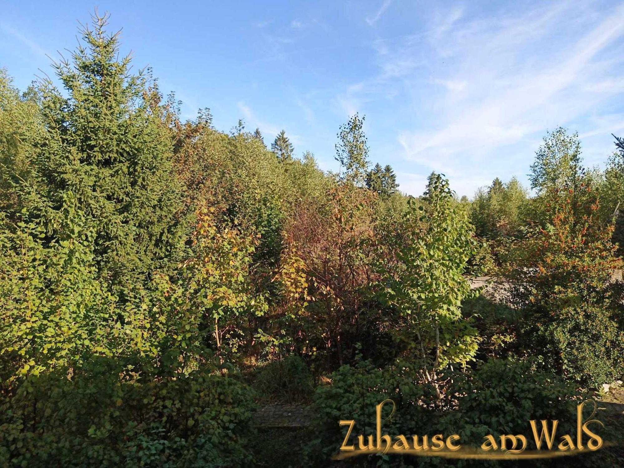 Ferienwohnung Zuhause Am Wald Brilon Exterior foto